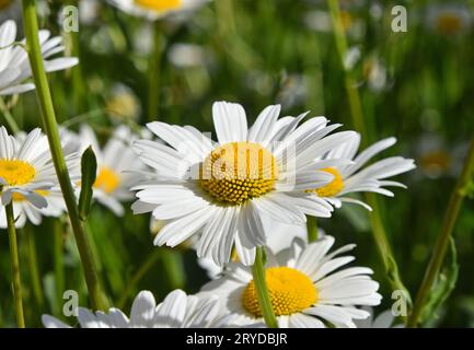 Close up white fleurs de camomille Banque D'Images