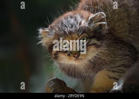 Close up portrait of manul chaton Banque D'Images