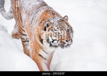 Close up portrait of Siberian Tiger dans la neige de l'hiver Banque D'Images