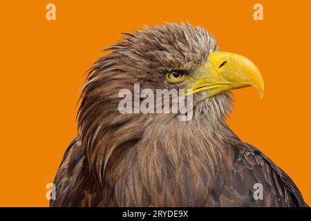 Close up portrait of white tailed eagle Banque D'Images