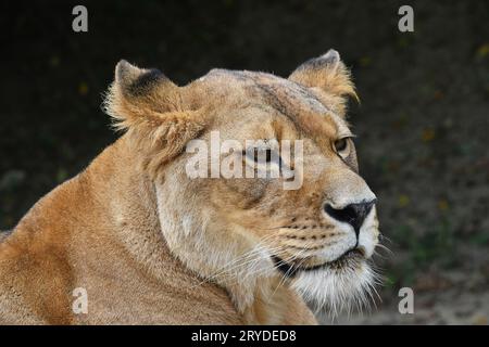 Close up portrait of smiling African lionne Banque D'Images