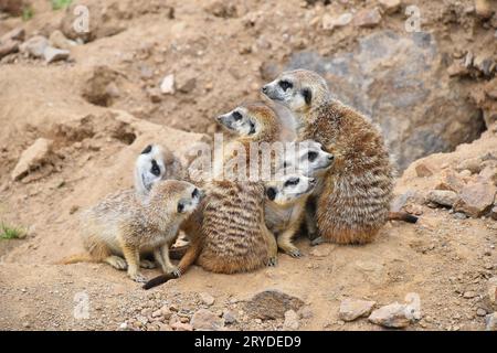 Portrait de famille suricates looking away Banque D'Images