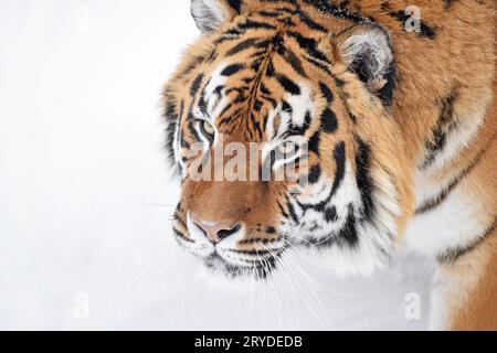 Close up portrait of Siberian Tiger dans la neige de l'hiver Banque D'Images