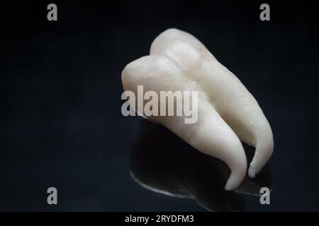 Une dent de sagesse Banque D'Images