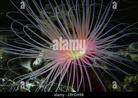 Gros plan anémones roses de mer dans l'eau de l'aquarium Banque D'Images