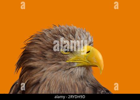 Close up portrait of white tailed eagle Banque D'Images