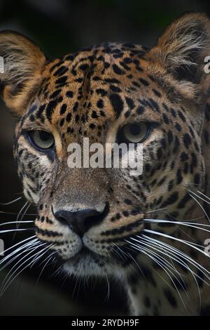 Close up portrait of Persian leopard Banque D'Images