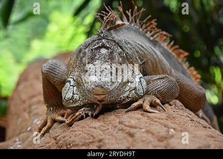 Gros plan portrait d'iguane vert reposant sur des rochers Banque D'Images