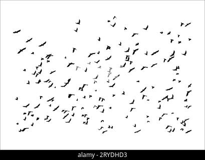 Schéma d'illustration vectorielle, de nombreuses silhouettes black bird flying in sky répand les ailes, o isolé sur fond blanc Banque D'Images