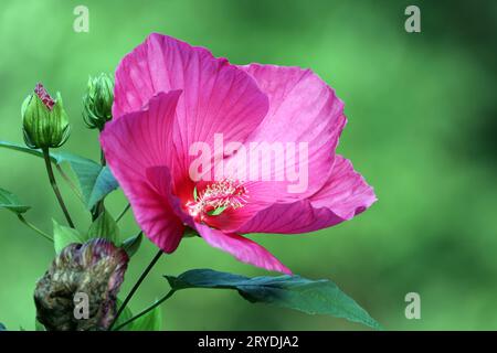 Beliebte Pflanzen in Gärten und Parkanlagen Die auffällige leuchtende und empfindliche Blüte des Sumpfeibisch mit der Sortenbezeichnung Royal Gems, auch Roseneibisch genannt, gegen Ende August. *** Plantes populaires dans les jardins et les parcs la floraison brillante et délicate de la guimauve des marais avec le nom de variété Royal Gems, également appelé guimauve rose, vers la fin du mois d'août. Crédit : Imago/Alamy Live News Banque D'Images