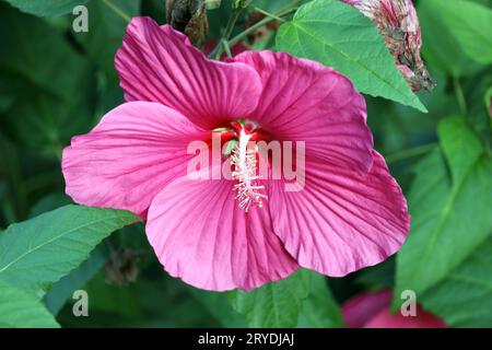 Beliebte Pflanzen in Gärten und Parkanlagen Die auffällige leuchtende und empfindliche Blüte des Sumpfeibisch mit der Sortenbezeichnung Royal Gems, auch Roseneibisch genannt, gegen Ende August. *** Plantes populaires dans les jardins et les parcs la floraison brillante et délicate de la guimauve des marais avec le nom de variété Royal Gems, également appelé guimauve rose, vers la fin du mois d'août. Crédit : Imago/Alamy Live News Banque D'Images