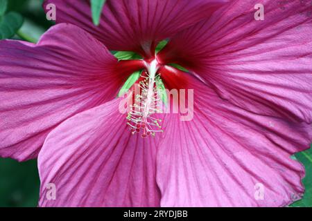 Beliebte Pflanzen in Gärten und Parkanlagen Die auffällige leuchtende und empfindliche Blüte des Sumpfeibisch mit der Sortenbezeichnung Royal Gems, auch Roseneibisch genannt, gegen Ende August. *** Plantes populaires dans les jardins et les parcs la floraison brillante et délicate de la guimauve des marais avec le nom de variété Royal Gems, également appelé guimauve rose, vers la fin du mois d'août. Crédit : Imago/Alamy Live News Banque D'Images