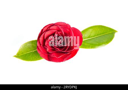 Fleur de camélia rouge isolé sur fond blanc Banque D'Images