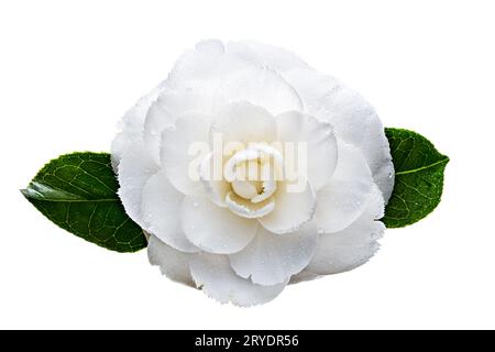 Fleur de camellia blanche isolée sur fond blanc. Camellia japonica Banque D'Images