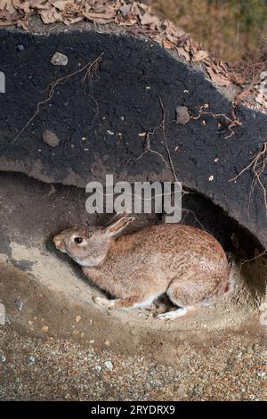 Lapin sauvage dans un terrier Banque D'Images