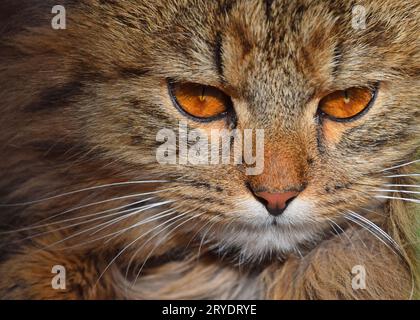 Gros plan portrait de chat domestique brun Banque D'Images