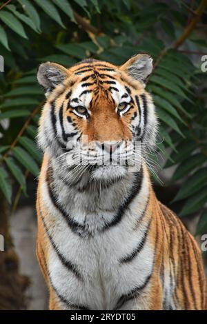 Close up portrait of Siberian Tiger Banque D'Images