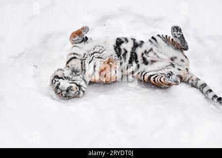 Tigre de Sibérie jouant dans la neige blanc hiver Banque D'Images