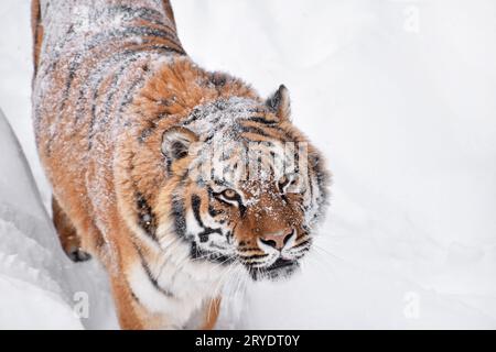 Close up portrait of Siberian Tiger dans la neige de l'hiver Banque D'Images