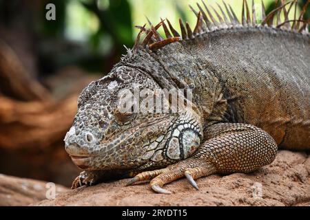 Gros plan portrait d'iguane vert reposant sur des rochers Banque D'Images