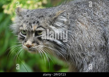 Close up portrait of manul Pallas cat Banque D'Images