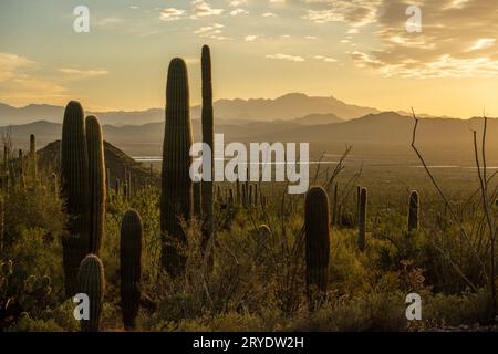 Lumière jaune du coucher du soleil précoce sur Saguaro Cactus au coucher du soleil Banque D'Images