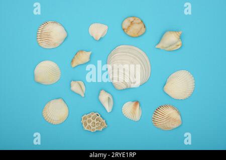 Coquillages de mer assortis sur fond bleu Banque D'Images