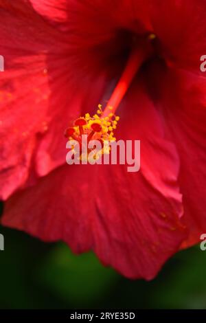 Gros plan sur le pistil rouge de fleur d'hibiscus Banque D'Images