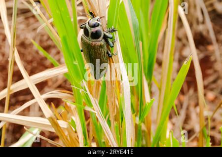 Perce de Ceiba métallique géant sur feuille d'herbe de Guinée Banque D'Images