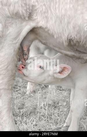 Gros plan d'un mignon petit veau sur le point de sucer du lait, high-key, alomost monochrome blanc Banque D'Images