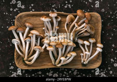 Champignons de miel champignons dans une plaque de bois sur un fond abstrait foncé. Délicieux champignons comestibles armillaria mellea ou agarics au miel. Vue de dessus, plat Banque D'Images