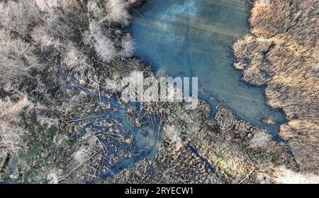 Vue aérienne avec un drone d'une zone avec des castors et leurs arbres abattus Banque D'Images