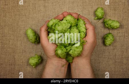 Les mains tiennent des houblons verts frais sur la toile de jute Banque D'Images