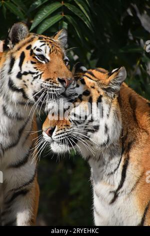 Portrait de deux tigres de l'amour Banque D'Images
