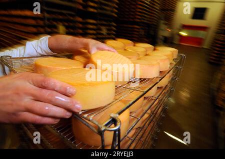 Affinage du fromage dans la production alimentaire industrielle Banque D'Images