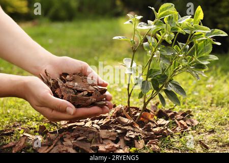 Femme paillis usine avec des copeaux d'écorce dans le jardin, closeup Banque D'Images