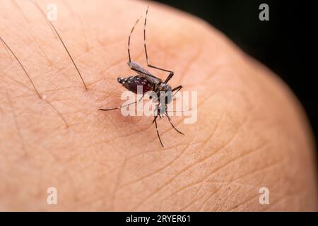 Aedes albopictus ingère le sang humain Banque D'Images