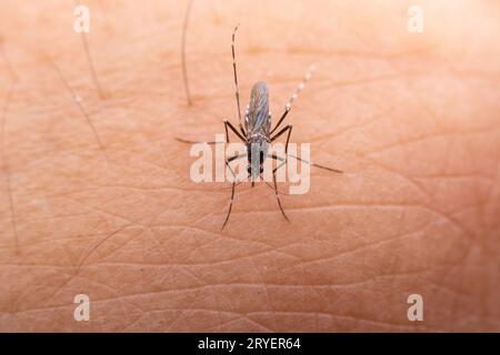 Aedes albopictus ingère le sang humain Banque D'Images