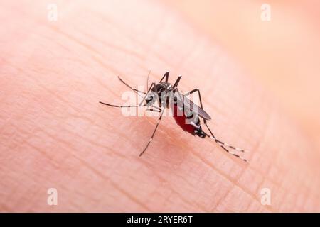 Aedes albopictus ingère le sang humain Banque D'Images