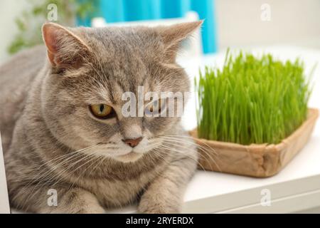 Chat mignon près de l'herbe verte fraîche sur la table blanche à l'intérieur Banque D'Images