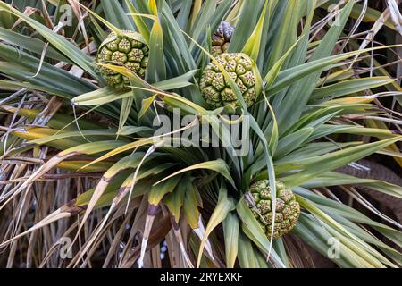 WESTERN Australian River Pandanus Plant avec des fruits Banque D'Images