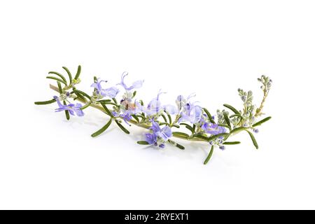 ROSMARINUS officinalis prostratus. Branche de romarin frais avec fleurs fleuries isolées sur fond blanc Banque D'Images