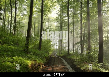 Chemin à travers la forêt printanière Banque D'Images