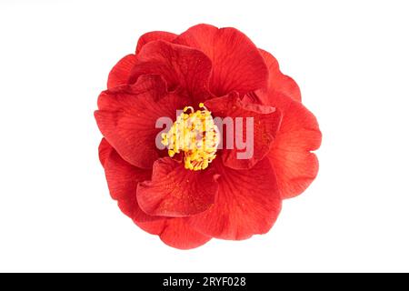 Fleur complète fleur de camellia rouge avec des étamines jaunes et des pistils isolés sur fond blanc. Camellia japonica Banque D'Images