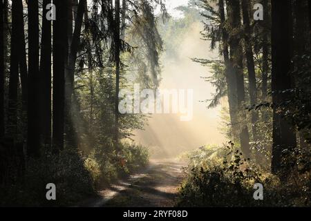 Forêt par un matin brumeux Banque D'Images