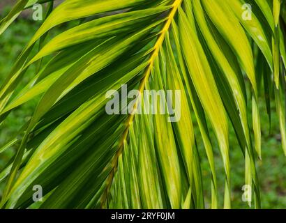 Gros plan des feuilles de palmier sur une branche Banque D'Images