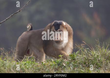 Nature faune de l'énorme macaque pigtail trouver la mite comme nourriture sur la nature jungle profonde Banque D'Images