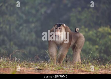 Nature faune de l'énorme macaque pigtail trouver la mite comme nourriture sur la nature jungle profonde Banque D'Images