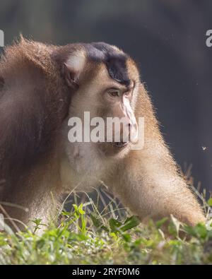 Nature faune de l'énorme macaque pigtail trouver la mite comme nourriture sur la nature jungle profonde Banque D'Images