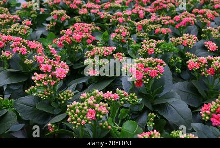 Gros plan de fleurs de Kalanchoe rose violet Banque D'Images